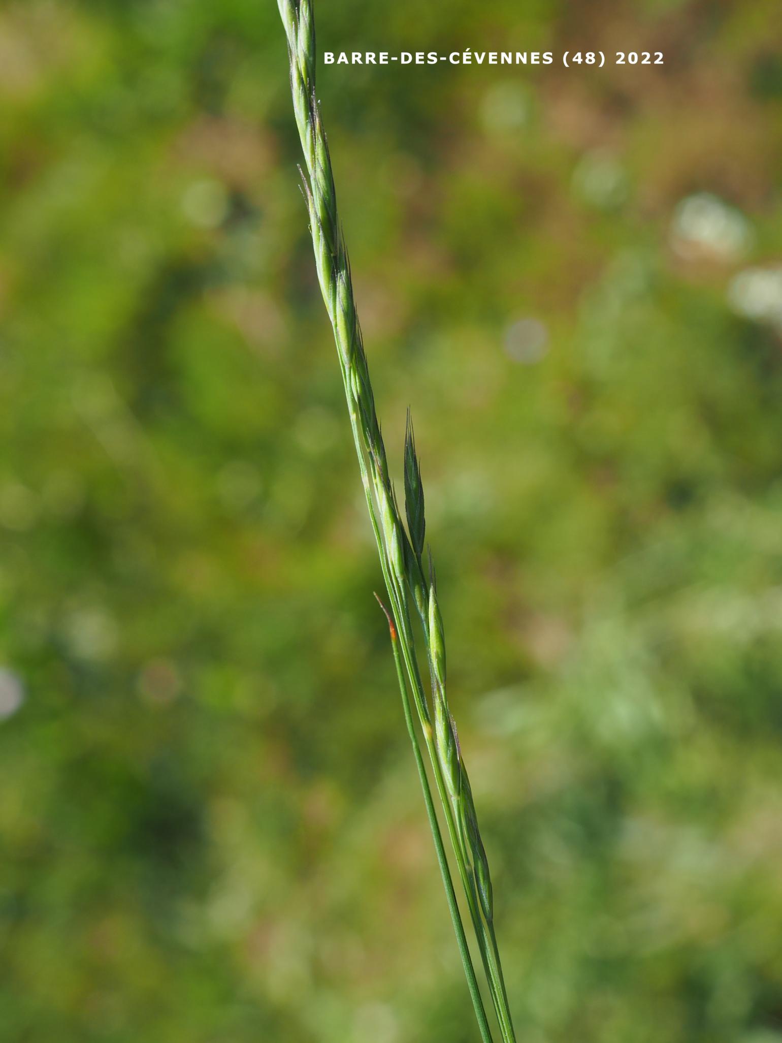 Fescue, (Black)